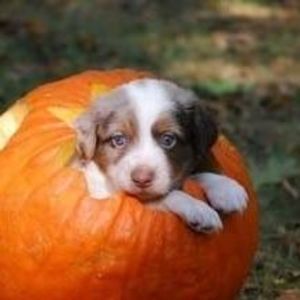 Meet your Posher, Dawn